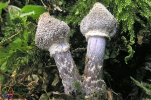 cortinarius hemitrichus (1) (1000 x 667).jpg_product_product_product_product